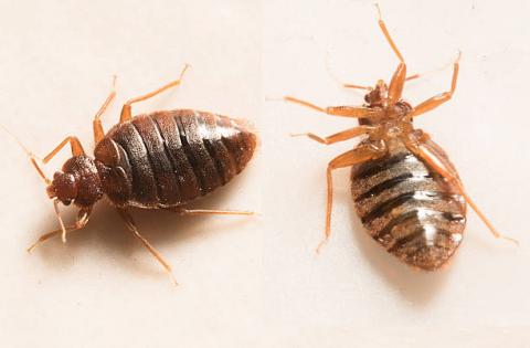 bed bugs